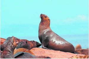 What you need to know about the rabies risk in Cape fur seals
