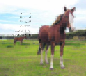 Suspect arrested after allegedly trespassing at centre for horses and vulnerable children in Noordhoek