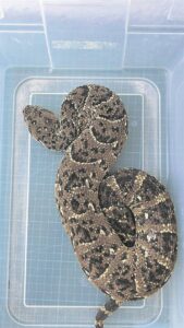 Snake season is here: Puff Adder found in a garage after hitching a ride from the West Coast
