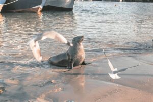Law enforcement efforts sharpened to clampdown on abuse and exploitation of seals on Cape shores