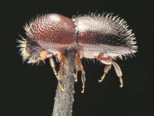 Invasive beetle to hit municipalities and property owners where it hurts