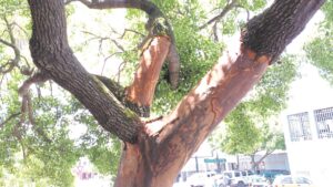 Bark stripping ongoing
