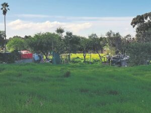 Red flag raised: Illegal occupation of land in Constantia ‘allowed to mushroom’