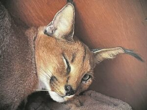 Caracal treated for concussion
