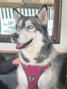 Missing husky Skye found after owner’s attack and robbery in Simon’s Town