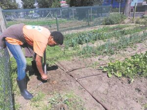 School vegetable garden feeding the elderly and frail in Ocean View
