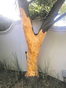 City of Cape Town considers new by-law as bark-stripping escalates