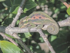 ‘Beware of humans’: Near-threatened chameleons need their space to grow and prosper at Keurboom Park