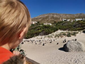 Bird flu over the penguins’ nest: Threat of beach closure as four new cases are confirmed at Boulders colony