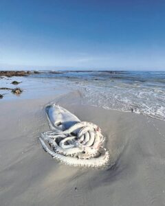 Giant squid washed ashore