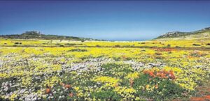 West Coast flower season brings ‘spectacular’ display