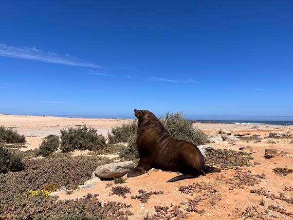 This Fur Cape Seal is free of abuse and exploitati