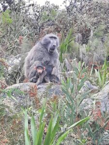 Baboon activists from Kommetjie rally together to protect a baboon troop