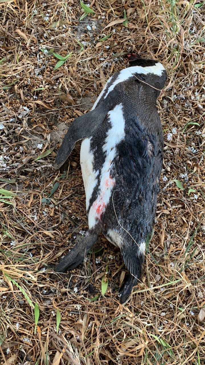 Around 19 endangered penguins suffered a traumatic