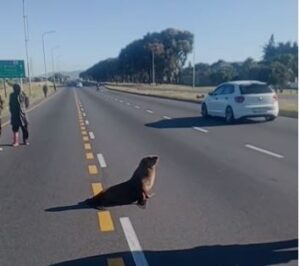 ‘Santa the seal’ saved and safely swimming in the sea