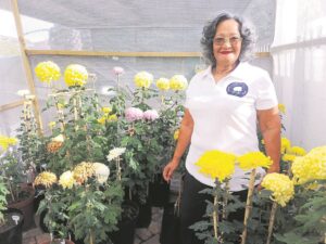 ‘You very seldom find this plant in a nursery’: A passion to grow and showcase chrysanthemum