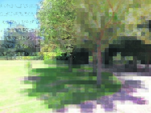 Place Boxelder trees on the map to limit spread of invasive killer beetle in southern suburbs