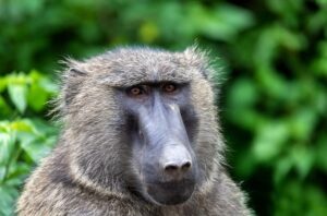 Things are about to get wild: Task team releases proposed Baboon Strategic Management Plan for comment