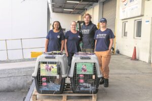 Five dogs rescued from the dog meat trade in Cambodia will be up for adoption in Cape Town