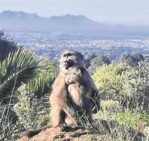 ‘A shooter firing a weapon in a built-up area is a very worrying action’: Baboon killed in Seaforth