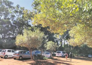 Thieves target cars