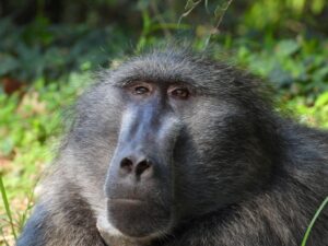 Beloved baboon Quinton missing, residents urge help
