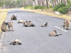 Outrage at baboon killing