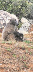 Urgent intervention sought to ‘void’ draft Baboon Management Plan
