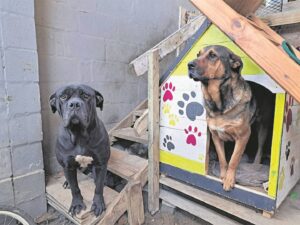 Residents alarmed after 20 dogs die from poisoning