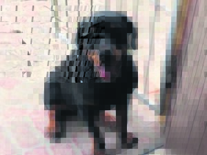 Power breeds are at high risk of being stolen, SPCA warns