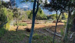 Protected trees felled on Klaasenbosch greenbelt sparks public outrage