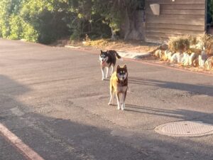 19 endangered penguins killed in Simon’s Town as off-leash dogs wreak devastation on colony