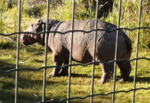 Escaped hippo goes walkabout in Grassy Park