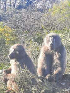 Animal rights activists secure court victory in Cape Peninsula baboon case