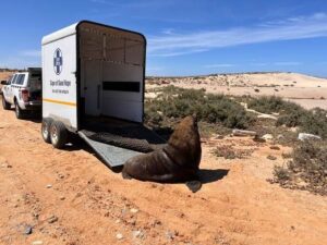 Rescue mission sends Hout Bay seals 900 km away