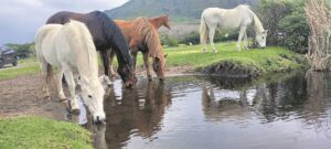 Haven for horses and children in ‘constant financial struggle’ to keep its doors open