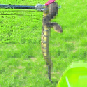 Table Mountain National Park cautions hikers about snake season