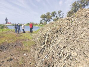 Leopard Toad breeding season halts clean-up