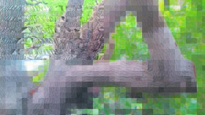 Trees in Newlands Forest to get ‘coat of armour’ as bark stripping intensifies