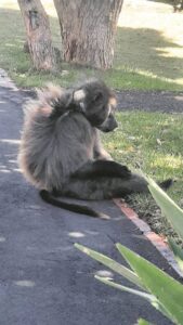 ‘Utterly tragic’: Baboons suffer endlessly at the hands of humans