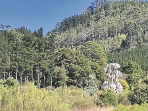Future of Tokai and Cecilia forest plantations remain unclear as review process enters third year