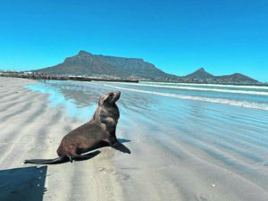 ‘Keep distance from sea animals’: Seal attacks linked to Domoic acid poisoning