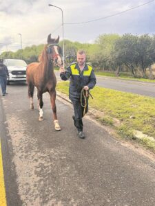 No horsing around: bylaw enforcement sees 10 equines impounded, 147 complaints