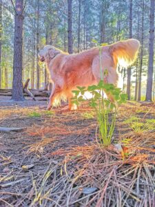 Giardia causes Tokai Forest scare, vets say not be alarmed