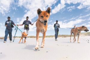 Dogs rescued from the Cambodian meat trade visits the beach for the first time