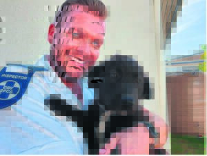 Puppy rescued from ‘violent owner’