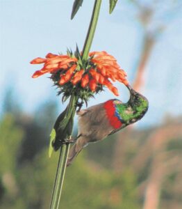 Ingcungcu Sunbird Restoration Project revives bird migration routes across Cape Flats with pollinator gardens