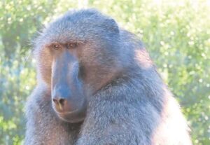 Concern grows as Cape Town baboons vanish without a trace