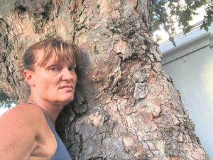 Polyphagous Shot Hole Borer: Impact of carnage on trees being felt
