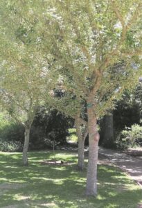 Scientist weighs in on Boxelder: Removal may slow down spread of PSHB infestation
